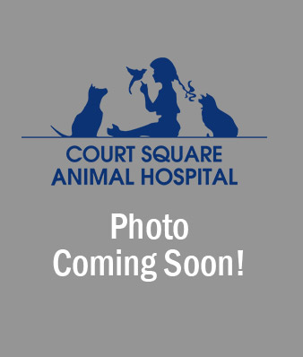Veterinarian, Animal Hospital Long Island City Court Square Animal Hosp