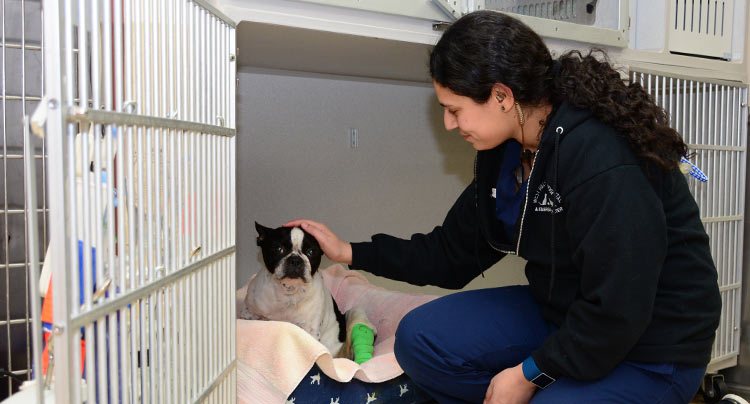 Pet Hospice Care at Court Square Animal Hospital