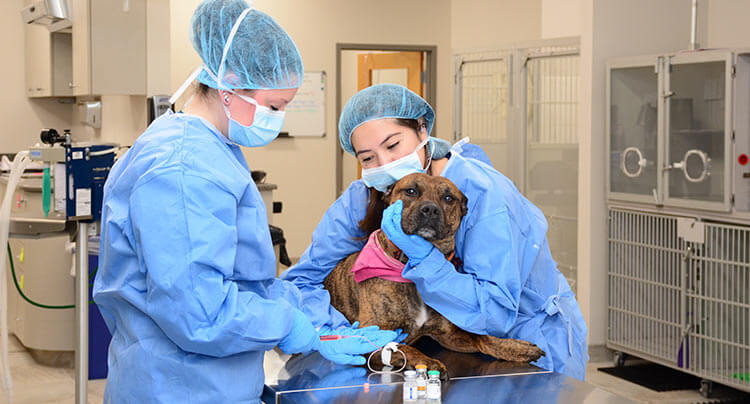 Veterinary Oncology services at Court Square Animal Hospital, NY