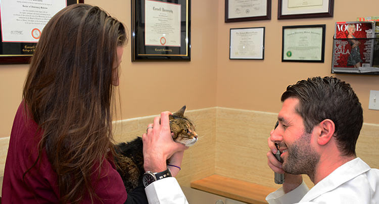 Pet Ophthalmology at Court Square Animal Hospital