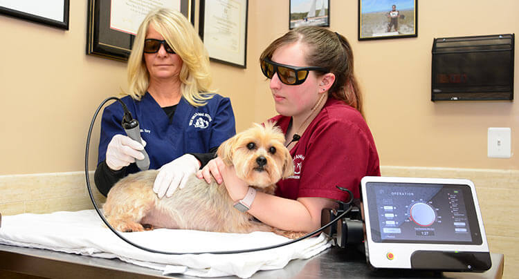 Pet Laser Therapy treatments at Court Square Animal Hospital