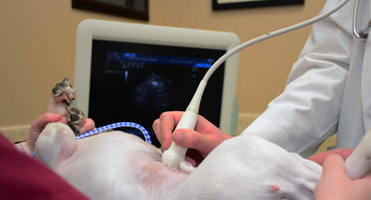 Pet Ultrasound services at Court Square Animal Hospital