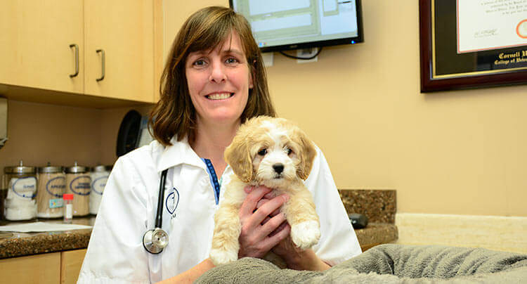 Puppy wellness care at Court Square Animal Hospital
