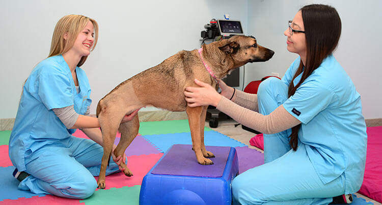 Pet Rehabilitation Services at Court Square Animal Hospital