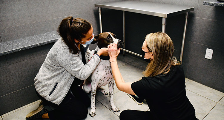 Canine Wellness Care at Court Square Animal Hospital