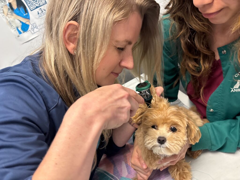 Dog being examined at Court Square Animal Hospital