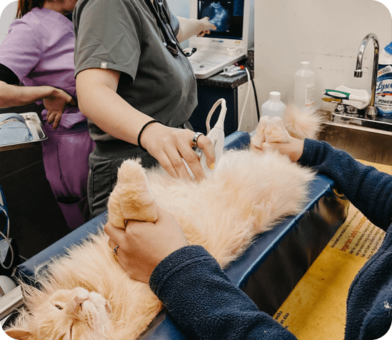 Cat being looked at by a veterinarian